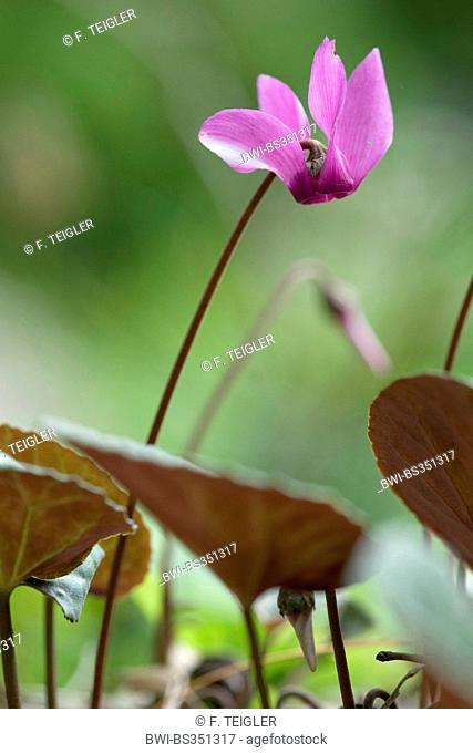 European cyclamen (Cyclamen purpurascens), flower, Germany