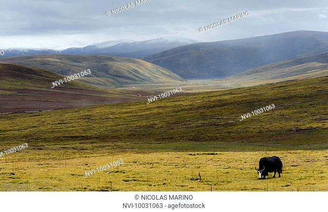 A Yak, the symbol of Tibet, on the grassland of the Tibetan high plateau