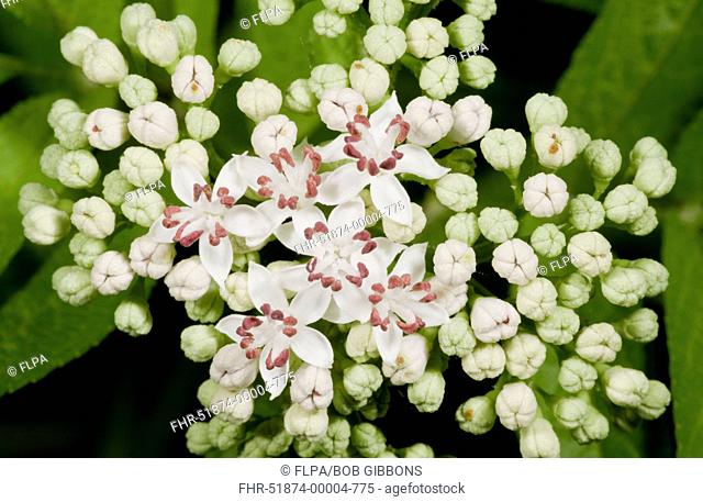 Danewort (Sambucus ebulus) close-up of flowers, France, August