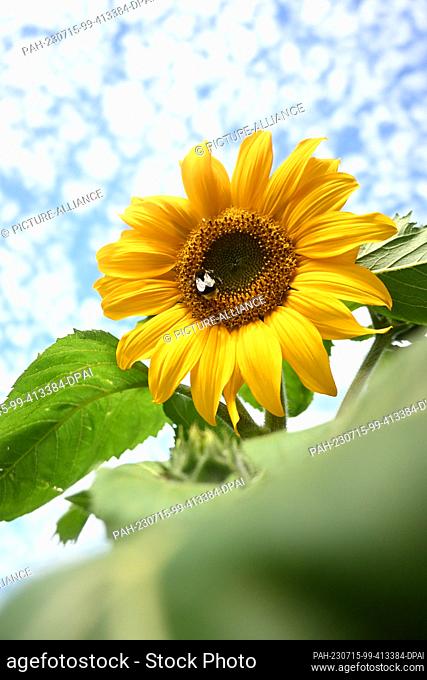 15 July 2023, Boekzetelerfehn: A bumblebee is seen on the blossom of a sunflower under a slightly cloudy sky. Weekend vacationers and tourists have sought...