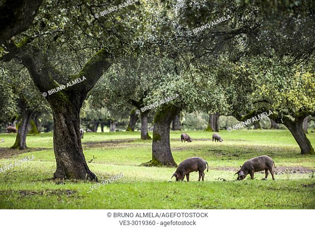 Black iberian pig in grasslands of Extremadura. Spain