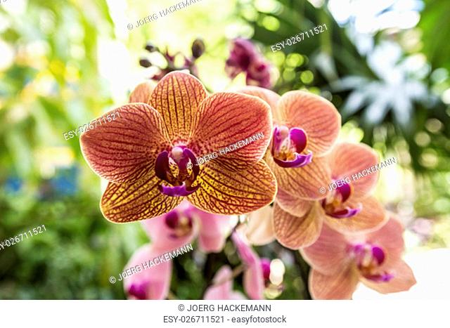 Orchid ( Phalaenopsis ) in the garden in sunlight
