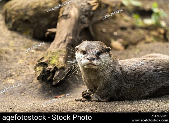 The Netherlands: portrait of an otter