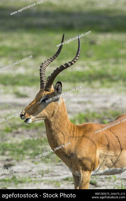 Close-up of an Impala (Aepyceros melampus) male standing on the floodplain in the Gomoti Plains area, a community run concession