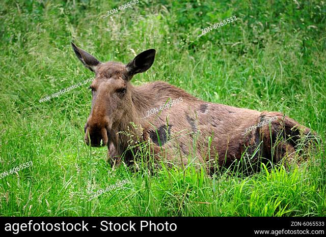 Eurasian elk (Europe)
