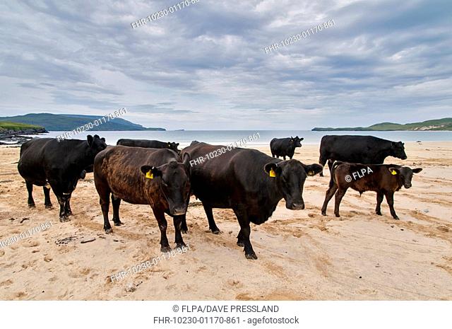Domestic Cattle, cows and calf, herd standing on beach, Balnakeil Bay, Durness, Sutherland, Highlands, Scotland, August