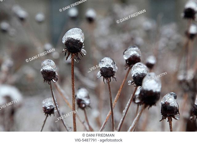 Ice covered dried daisy plants after an ice storm in Toronto, Ontario, Canada. - TORONTO, ONTARIO, CANADA, 25/03/2016
