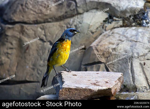 Blue-and-yellow Tanager which sits on a rocky outcrop in South America