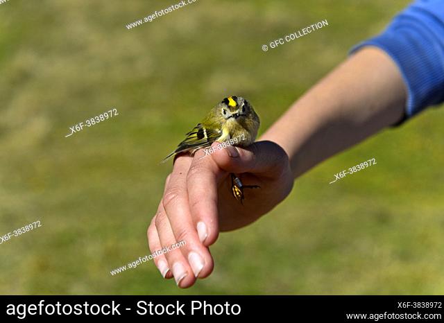 Goldcrest (Regulus regulus) in the hands of an ornithologist during bird ringing, Col de la Croix, Bex, Wadt, Switzerland