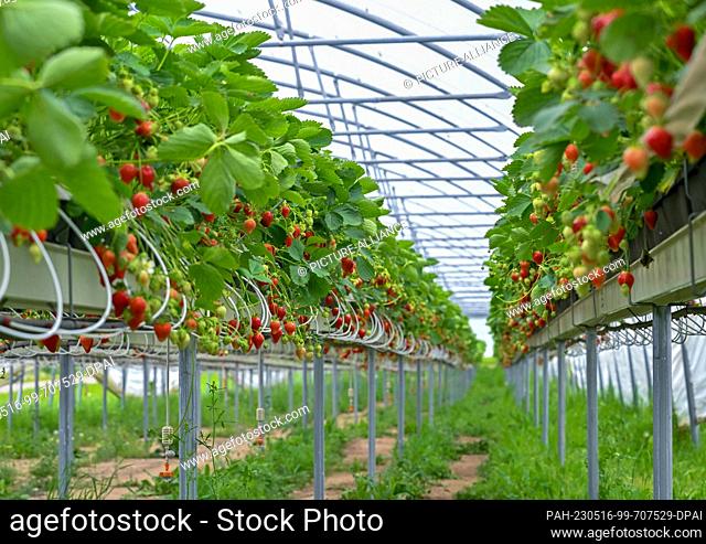 16 May 2023, Brandenburg, Pillgram: In a greenhouse from the Patke winery, many ripe strawberries growing on special raised beds can be seen