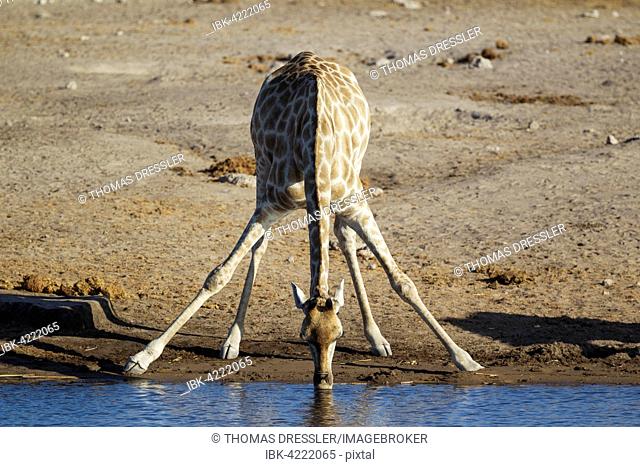 South African giraffe (Giraffa camelopardalis giraffa) female drinking at waterhole, Etosha National Park, Namibia