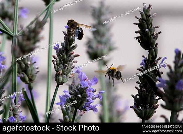 02 August 2020, Lower Saxony, Brunswick: A dark bee (Apis Mellifera Mellifera) is looking for food on a lavender flower (Lavandula angustifolia) while a bumble...
