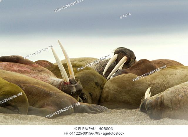 Atlantic Walrus Odobenus rosmarus rosmarus adults, group resting on beach, Svalbard, july
