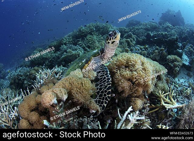 Hawksbill Sea Turtle, Eretmochelys imbricata, Raja Ampat, West Papua, Indonesia