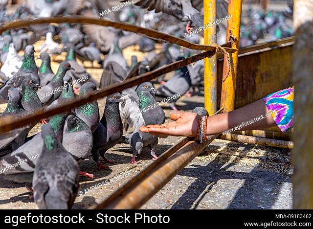 many pigeons are fed