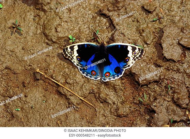 Insects , butterfly Indian Blue Pansy Precis Orithya