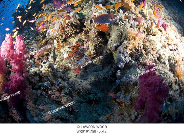 Coral reef scene with lionfish and grouper, Red Sea