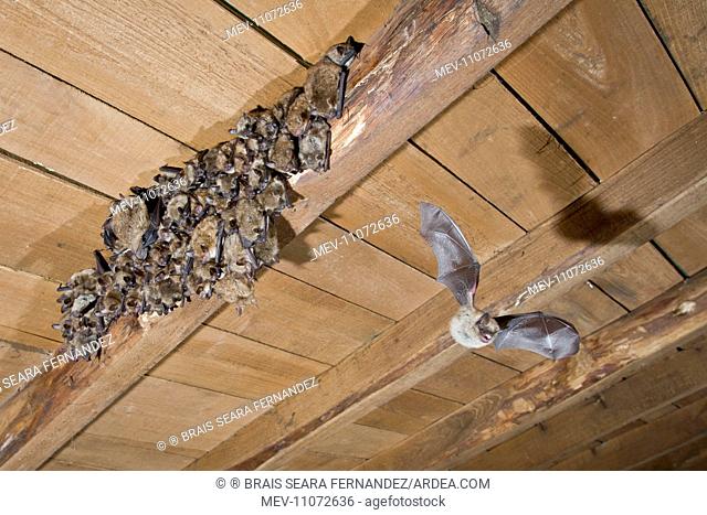 Geoffroy's Bat in flight at colony with young Allariz, Galicia, Spain
