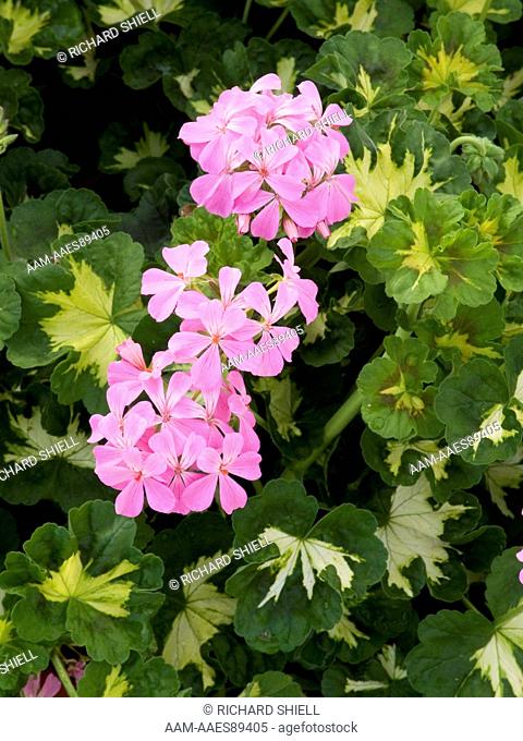 Pink Happy Thought Geranium (Pelargonium domesticum)