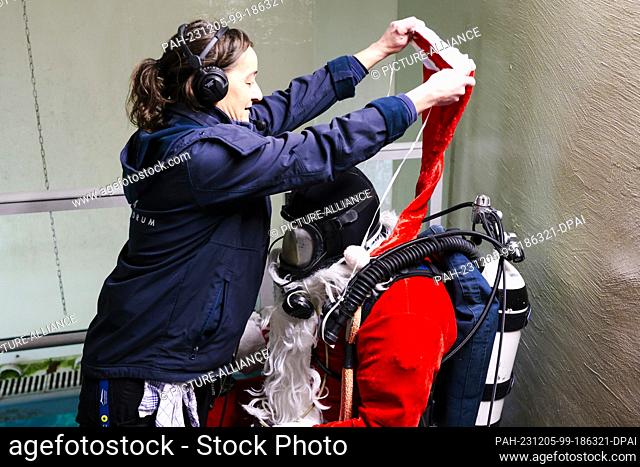 05 December 2023, Schleswig-Holstein, Tönning: Nicole Pekruhl (l) from Multimar Wattforum puts a red hat on Timo Kaminski, Head of Aquarium and Animal Care
