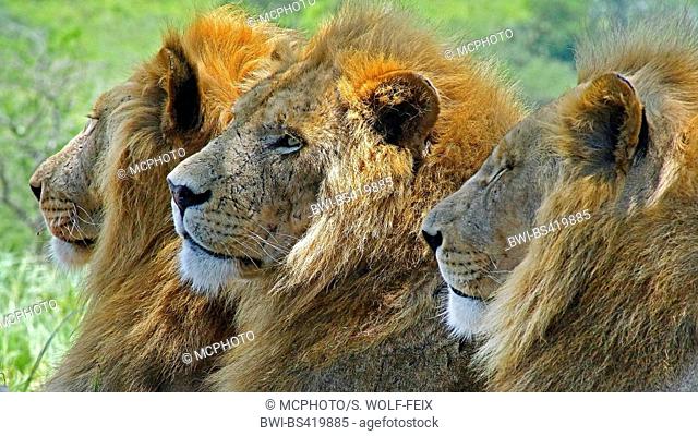 lion (Panthera leo), portrait of three male lions, South Africa, Krueger National Park