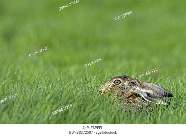 European hare, Brown hare (Lepus europaeus), sitting in a meadow with flattened ears, Belgium