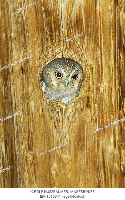 Elf Owl (Micrathene whitneyi), adult in nest hole in telephone pole, Madera Canyon, Tucson, Arizona, USA