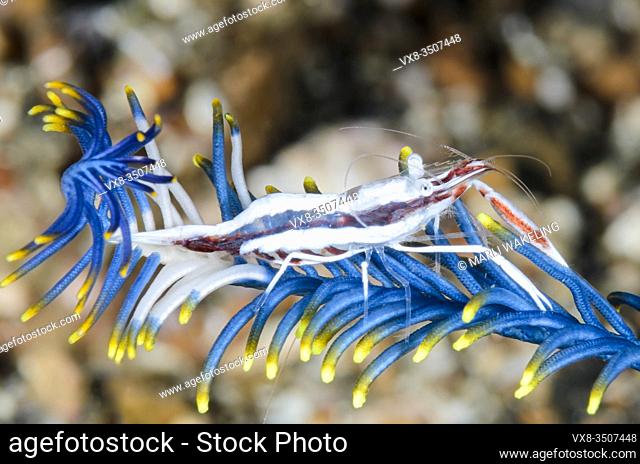 Commensal crinoid shrimp, Periclimenes affinis, Lembeh Strait, North Sulawesi, Indonesia, Pacific