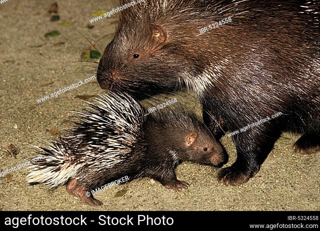 Crested Porcupine (hystrix cristata), Mother and Cub