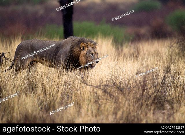 Lion, Panthera leo, Kgalagadi Transfrontier Park, Botswana