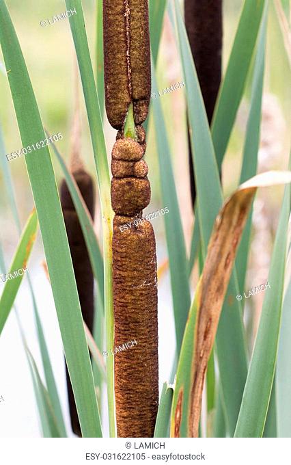 Detail of the common cattail - great reedmace