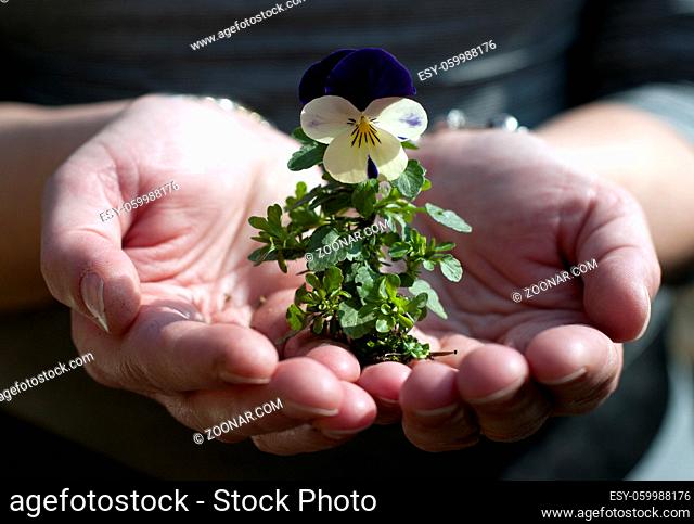 new growing flower in hand in springtime