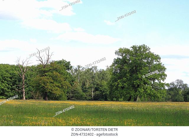 Wiese mit abgestorbenen Bäumen, Solitäreichen und Auenwald in der Flussaue der Elbe, in Sachsen-Anhalt / Deutschland, Meadow with death trees
