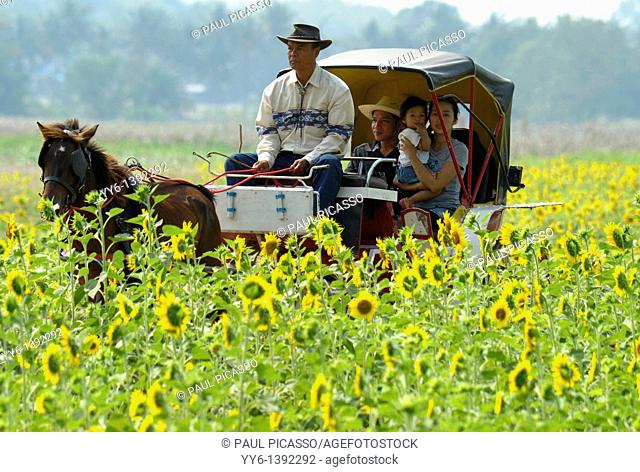 horse carriage ride through sunflower fields, sunflower fields of lopburi and saraburi, central Thailand