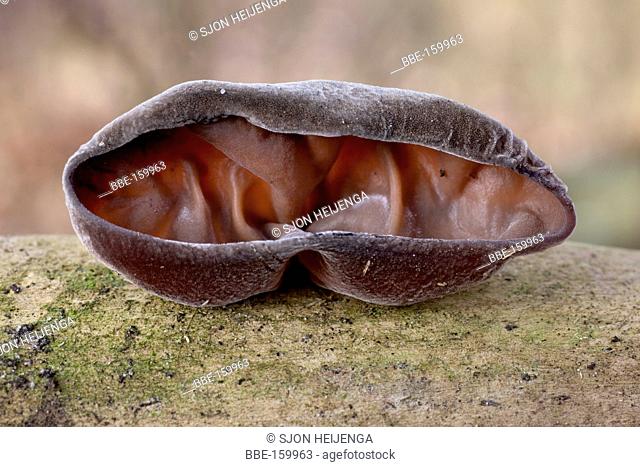 Jew's ear (Auricularia auricula-judae) on dead wood of Elderberry in the countryside of Deventer