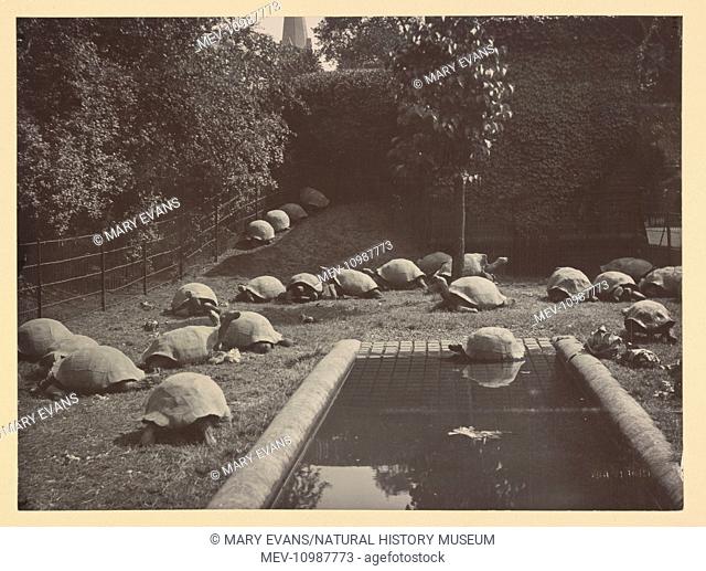 In 1897 Walter Rothschild despatched explorer Charles Harris to the Galapagos islands to collect a large number of giant tortoises