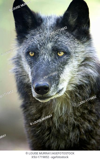 North American timber wolf at the Wolf Science Centre in Ernstbrunn in Austria  This black furred variant of the wolf eventually turns grey over 7-9 years