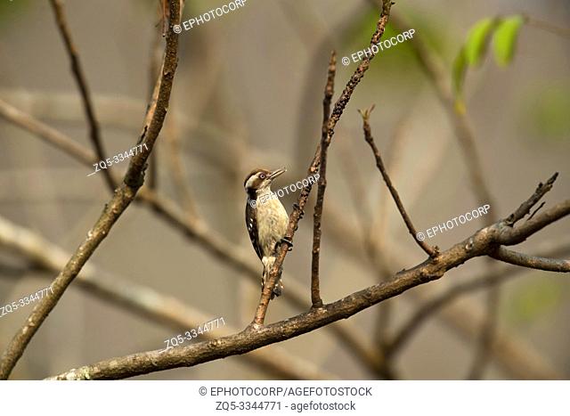 Brown capped pygmy woodpecker, Yungipicus nanus, Western Ghats, India