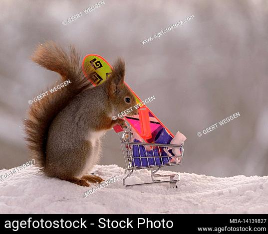 red squirrel are standing with a shopping cart with winter sport articles