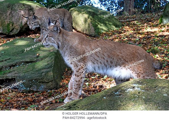 Two lynxes inside the lynx enclosure at Rabenklippe near Bad Harzburg in the Harz range, Germany, 08 September 2016. Photo: Holger Holleman/dpa | usage...