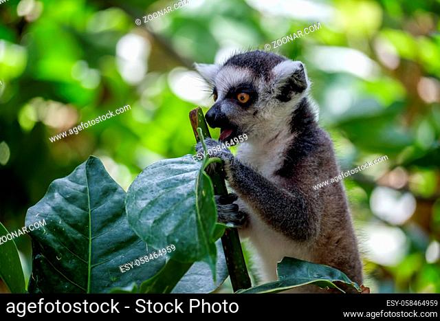 Ring-tailed Lemur (Lemur catta) at the Bioparc in Fuengirola