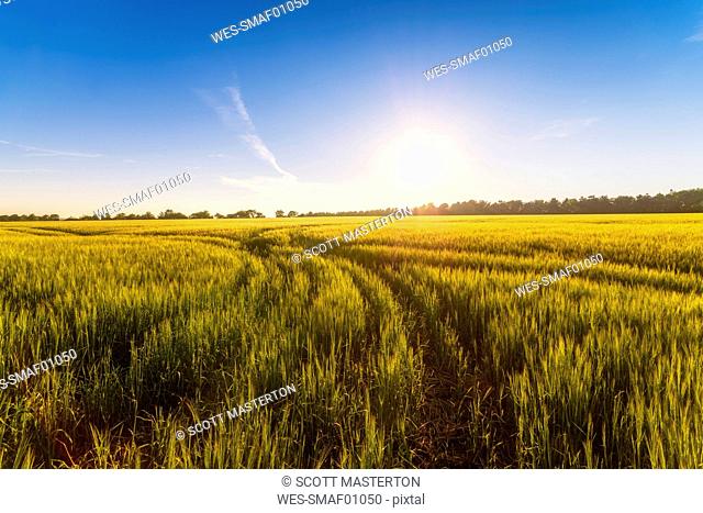 UK, Scotland, Midlothian, Barley field