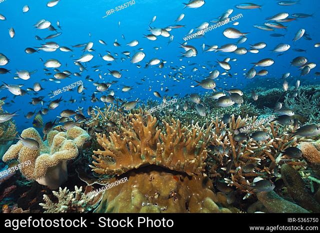 Chromis over coral reef, Chromis sp. (Chromis), Tanimbar Islands, Moluccas, Indonesia over coral reef, Chromis sp., Tanimbar Islands, Moluccas, Indonesia, Asia