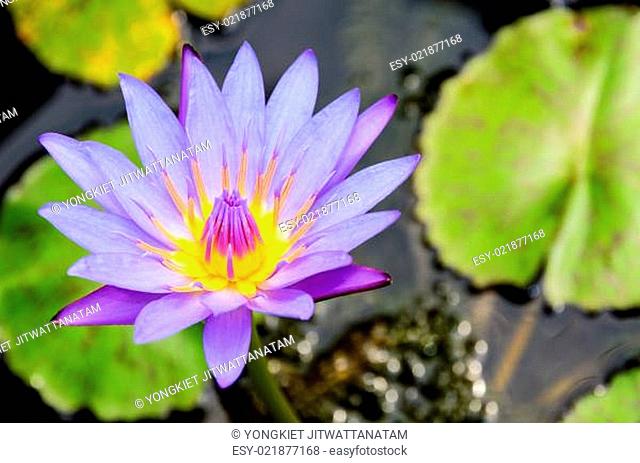Purple Lotus flower ( Nymphaea Nouchali )