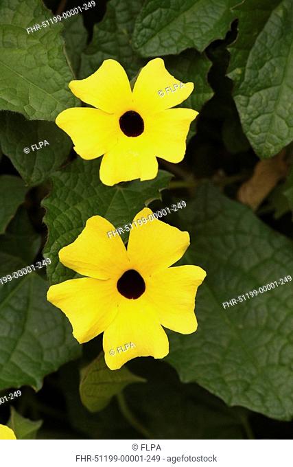 Black-eyed Susan Vine Thunbergia alata Flowering