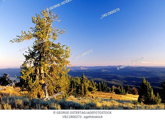 Whitebark pine, Strawberry Mountain Wilderness, Malheur National Forest, Oregon