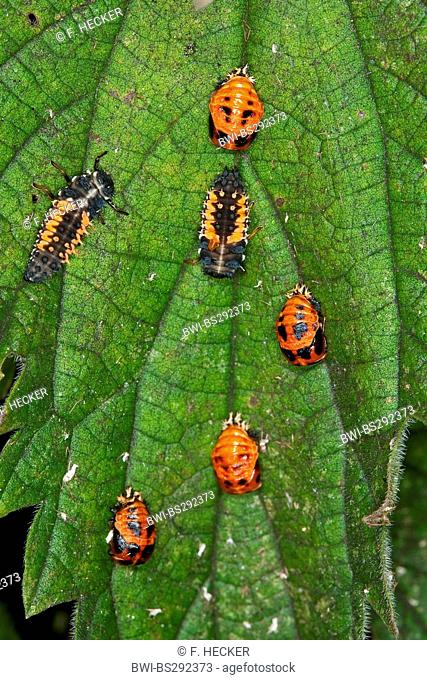 multicoloured Asian beetle (Harmonia axyridis), larvas and pupas on a leaf, Germany