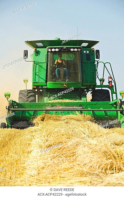 A woman operates a combine harvester during the spring wheat harvest near Somerset, Manitoba, Canada