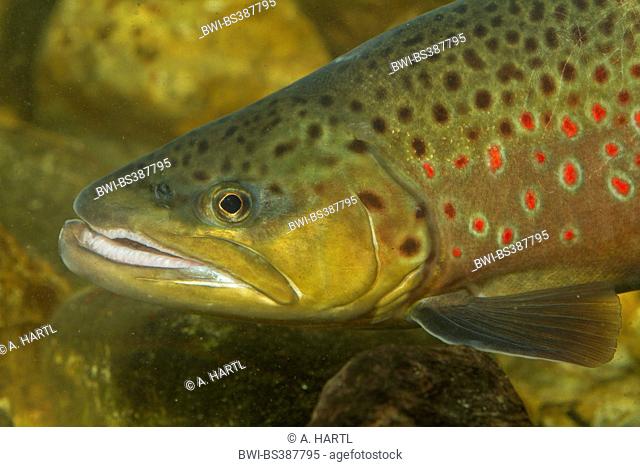 brown trout, river trout, brook trout (Salmo trutta fario), male, portrait, Germany, Bavaria