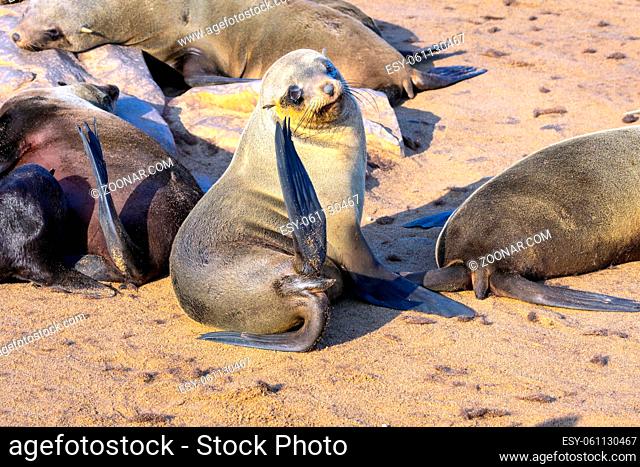 Charming marine mammals. Colony of fur seals. Cape Cross is the largest South African fur seal rookery. Namibian Nature Reserve